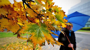 Eine Frau läuft unter ihrem Regenschirm am 10.10.2012 in Biberach an der Riß (Baden-Württemberg) an einem Ahornbaum mit gelben Blättern vorbei. Auf dem Boden liegen zahlreiche abgefallene, gelb verfärbte Ahornblätter. Für die nächsten Oktober-Wochen sagen die Meterologen regnerisches Herbstwetter im Süden voraus. Foto: Jan-Philipp Strobel/dpa  +++(c) dpa - Bildfunk+++