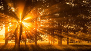 ARCHIV - Das warme Licht der Morgensonne scheint am 29.09.2015 durch den Nebel hinter einer Baumreihe auf einem Feld nahe Beeskow (Brandenburg). Der vergangene September war nach Daten der US-Klimabehörde NOAA weltweit der heißeste September seit Beginn der Aufzeichnungen im Jahr 1880. Foto: Patrick Pleul/dpa (zu dpa "US-Klimabehörde: Auch September 2015 knackt Klimarekord" vom 22.10.2015) +++(c) dpa - Bildfunk+++