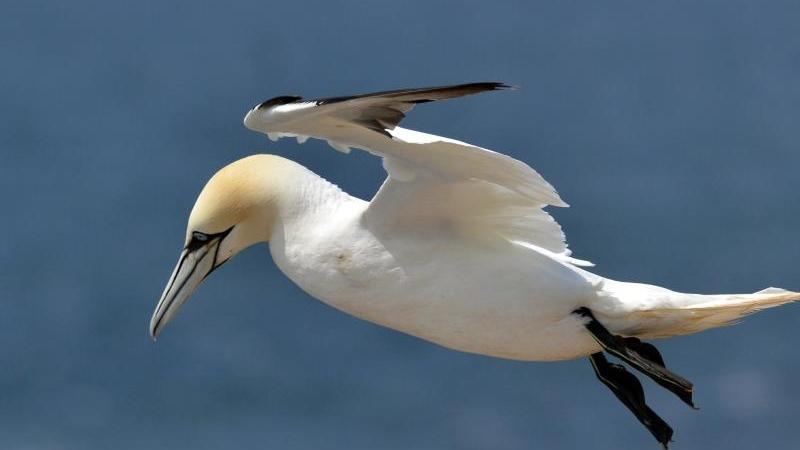 Ein Basstölpel im Flug, aufgenommen am auf der Hochseeinsel Helgoland. Foto: Harro H. Müller/Illustration