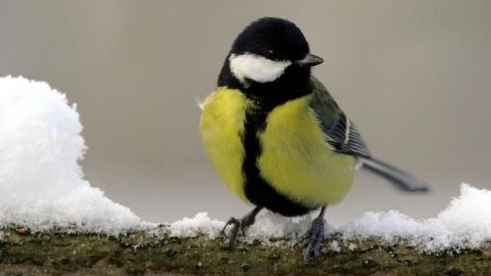 31+ Voegel im winter bilder , Vögel füttern im Winter erst ab dem ersten Frost wetter.de