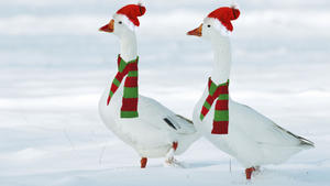 Domestic Geese - two in snow wearing Christmas hats &amp; scarves.Digital Keine Weitergabe an Drittverwerter.