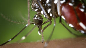 Milder Winter und Mücken: Gut für die Menschen?