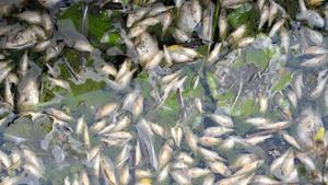 Wasser zu warm: Massives Fischsterben