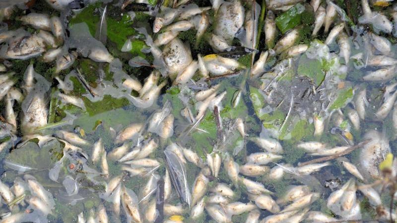 Tote Fische treiben am Westufer des Dümmer Sees bei Diepholz in einem Blaualgenteppich. Foto: Carmen Jaspersen/Archiv
