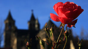 ARCHIV - Ein rote Rose blüht am 10.12.2015 unterhalb des Domes «Sankt Mauritius und Sankt Katharina» in Magdeburg (Sachsen-Anhalt). Foto: Jens Wolf/dpa (zu dpa "Zweitwärmstes Jahr in Deutschland seit 1881 - Rekord im Dezember" vom 30.12.2015) +++(c) dpa - Bildfunk+++