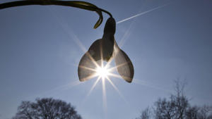 Die Sonne scheint am Freitag (04.03.2011) im Palmengarten von Frankfurt am Main unter der Blüte eines Schneeglöckchens hindurch. Strahlend blauer Himmel bescherte den Menschen in der Rhein-Main-Region einen Vorgeschmack auf den Frühling. Foto: Frank Rumpenhorst dpa/lhe  +++(c) dpa - Bildfunk+++