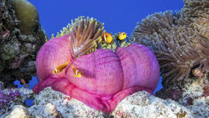 Korallen: Bedroht von warmem, saurem Meerwasser