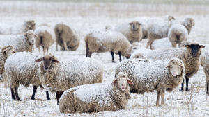 Schafe stehen am 01.03.2016 auf einer mit Schnee bedeckten Weide nahe Sieversdorf (Brandenburg). Am 1. März ist der meteorologische Frühlingsanfang auf der Nordhalbkugel. Foto: Patrick Pleul/dpa +++(c) dpa - Bildfunk+++