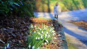 Schneegköckchen und andere Frühlingsblumen blühen Ende Februar in der Nähe von Linlar ( Bergisches Land / NRW )