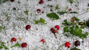 Cherries beat down by ice lie on the ground in a garden in Nagykanizsa, 207 kms southwest of Budapest, Hungary, after a hailstorm hit the town 10 June 2009. The hail caused a considerable damage in orchards of the region. EPA/GYOERGY VARGA  +++(c) dpa - Bildfunk+++