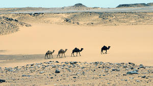 Eine Gruppe von Kamelen zieht durch ein Sandfeld nahe der Weissen Wüste, aufgenommen am 22.05.2015. Die zur östlichen Sahara gehörende und in Ägypten gelegene Weisse Wüste wurde im Jahr 2002 zum Nationalpark erklärt, der berühmt ist für seine sedimentierten und kalzifizierten Planktonablagerungen, die oftmals durch Erosion ihre individuellen Formen erhielten. Für die Bewohner Kairos ist die Weisse Wüste ein beliebtes Wochenendziel, das man leicht nach einigen Stunden Autofahrt erreichen kann. Foto: Matthias Tödt