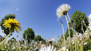 Blossoming flowers stand on a meadow in a park on a warm and sunny day in Frankfurt, Germany, Monday, May 9, 2016. (AP Photo/Michael Probst) |