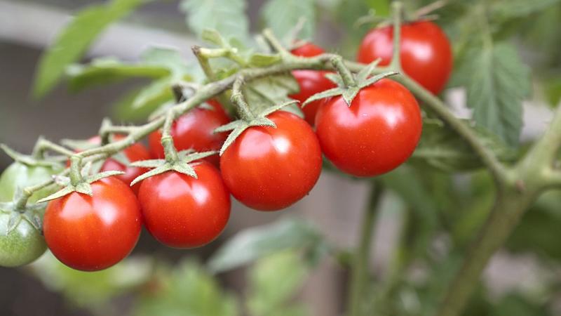 Tomaten können gut selbst gezogen werden.