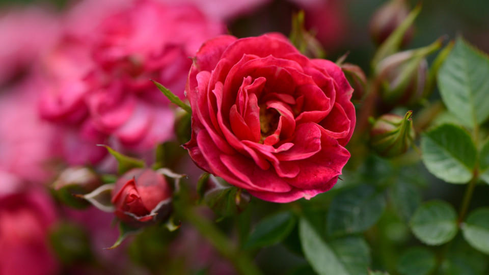 Rosen schneiden im Sommer: Diese Tipps sollten Sie ...