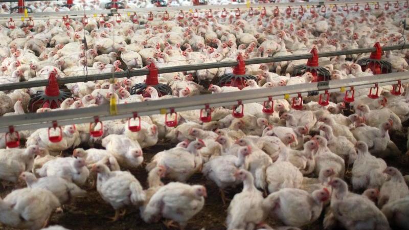 Massentierhaltung: Hühner in einem großen Stall