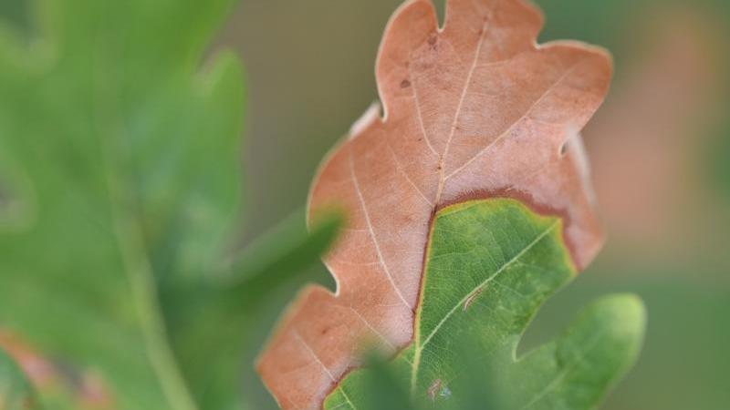 Ein teils bräunlich gefärbtes Eichenblatt