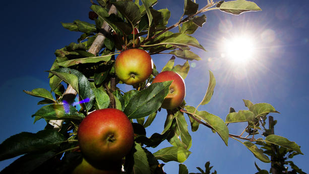 Elstar Äpfel zeichnen sich am 26.08.2016 auf einer Apfelplantage des Obstgut Seelitz in Seelitz (Sachsen) vor blauem Himmel und Sonnenschein ab. Sachsens Obstbauern rechnen in diesem Jahr mit einer guten Apfelernte - allerdings unter dem Niveau des Vorjahres. Foto: Arno Burgi/dpa (zu dpa «Apfelsaison in Sachsen beginnt - gute Ernte erwartet» vom 26.08.2016) +++(c) dpa - Bildfunk+++