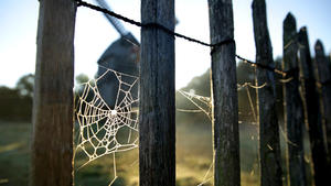 dpatopbilder Die Morgensonne scheint am 02.10.2016 auf ein Spinnennetz im Zaun der Bockwindmühle in Bad Düben (Sachsen). Foto: Jan Woitas/dpa +++(c) dpa - Bildfunk+++