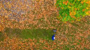Das Luftbild einer Drohne zeigt am 10.10.2016 einen Mann, der bunte Herbstblätter auf einer Wiese unter einem Ahornbaum in Sieversdorf (Brandenburg) harkt. Foto: Patrick Pleul/dpa +++(c) dpa - Bildfunk+++