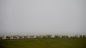 Schafe laufen am 18.10.2016 in der Nähe von Klanxbüll (Schleswig-Holstein) im Nebel über den Deich. Foto: Carsten Rehder/dpa +++(c) dpa - Bildfunk+++