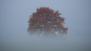 ARCHIV - Ein Baum steht am 06.11.2015 in den mit Nebel bedeckten Elbwiesen in Dresden (Sachsen). Foto: Arno Burgi/dpa (zu dpa "«Singin' In The Rain» - Der November hat auch seine Stärken" vom 25.10.2016) +++(c) dpa - Bildfunk+++