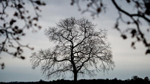 Vor dem grauen Novemberhimmel steht am 10.11.2015 ein kahler Baum auf einem Feld im Oderbruch im Landkreis Märkisch-Oderland nahe Manschnow (Brandenburg). Foto: Patrick Pleul/dpa
