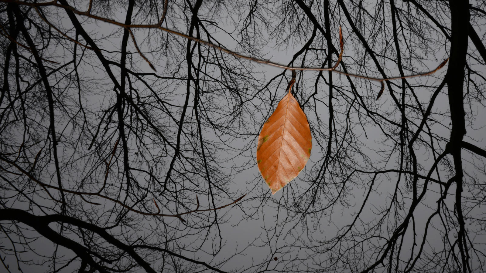 Novembergrau Novembergrau