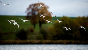 Lachmöwen (Larus ridibundus) fliegen am 02.11.2016 über den herbstlichen Seeburger See bei Duderstadt im Landkreis Göttingen (Niedersachsen). Foto: Swen Pförtner/dpa +++(c) dpa - Bildfunk+++