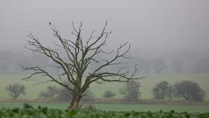 Auf einem Feld unweit der brandenburgischen Ortschaft Müncheberg (Märkisch-Oderland) ist am Dienstag (04.11.2008) ein alter und abgestorbener Baum im trüben Novemberwetter zu sehen. Zwischen einem Hoch in Skandinavien und Tief «Britta» über dem Südwesten Deutschlands hat sich eine stabile Wetterlage aufgebaut, die auch in den kommenden Tagen für trübes, aber ruhiges und relativ mildes Wetter sorgt. Foto: Patrick Pleul dpa/lbn +++(c) dpa - Bildfunk+++
