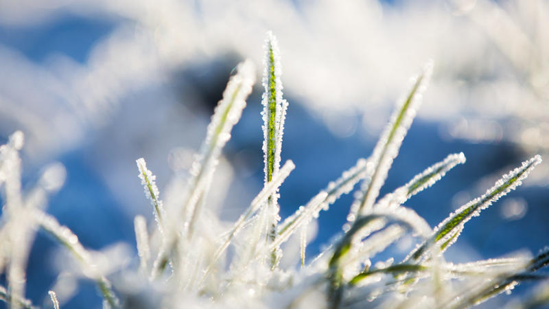 Wetterlexikon: Frost