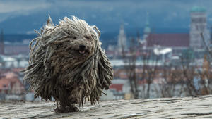 ARCHIV - Der siebenjährige ungarische Hütehund Derci rennt am 04.01.2016 auf dem Olympiaberg in München (Bayern) entlang, während im Hintergrund die Altstadt von München mit der Frauenkirche zu sehen ist. Die auch als Puli bezeichnete Hunderasse hat von Natur aus ein dichtes zotteliges Fell. +++(c) dpa - Bildfunk+++
