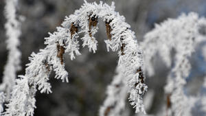 Eiskristalle haben sich am 05.12.2016 bei Bockel (Niedersachsen) am Ast eines Strauches gebildet. Foto: Carmen Jaspersen/dpa +++(c) dpa - Bildfunk+++