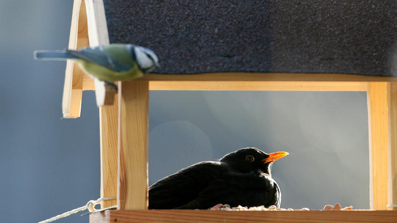 Amsel und Meise sind Standvögel und bleiben im Winter in Deutschland.