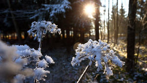 Mit Schnee überzogene Pflanzen glitzern am 21.12.2016 in einem Wald bei Friesenried (Bayern) im Sonnenlicht. Foto: Karl-Josef Hildenbrand/dpa +++(c) dpa - Bildfunk+++