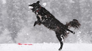 Mischlingshund Luke schnappt am 22.11.2015 in Isny im Allgäu (Baden-Württemberg) nach einem Schneeball, der ihm zugeworfen wurde. Über Nach sind rund zehn Zentimeter Schnee im württembergischen Allgäu gefallen. Foto: Felix Kästle/dpa +++(c) dpa - Bildfunk+++
