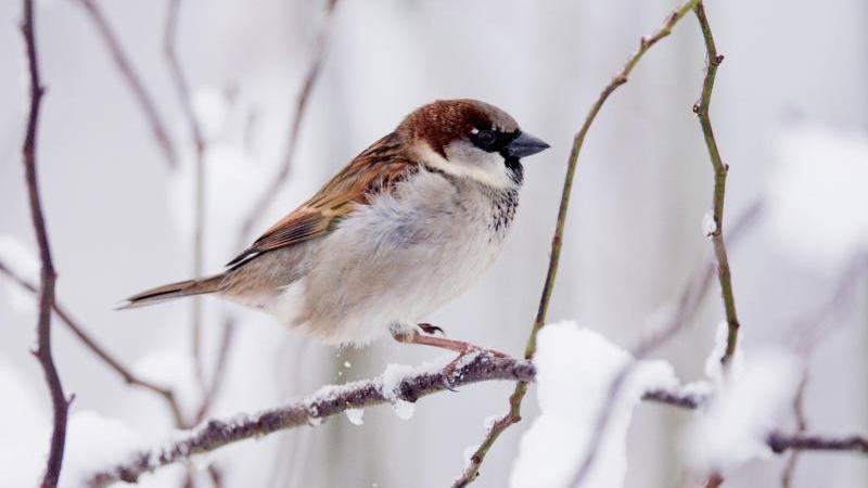Ein Vogel sitzt im Winter auf einem Ast 