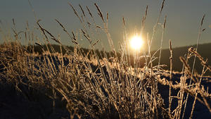 ARCHIV - Bei Temperaturen um 14 Grad unter Null geht am 19.01.2016 über mit Eis überzogenen Gräsern bei Nieste (Hessen) die Sonne auf. (zu dpa «Landwirte freuen sich über den Frost» vom 25.01.2017) Foto: Uwe Zucchi/dpa +++(c) dpa - Bildfunk+++