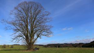 Wanderer und Ausflügler nutzten den letzten Sonntag im Februar bei frühlingshaften Temperaturen zu einem Spaziergang im Oberbergischen Land bei Lindlar ( Rheinland ). | Verwendung weltweit