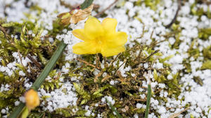 Der Ast eines Winterjasmins streckt sich am 11.02.2017 in Frankfurt am Main (Hessen) entlang einer von leichtem Schnee bedeckten Wiese und zeigt eine seiner gelben Blüten. Die ursprünglich aus China stammende Pflanze blüht, wie der Name schon nahelegt, in den Wintermonaten. Foto: Frank Rumpenhorst/dpa +++(c) dpa - Bildfunk+++