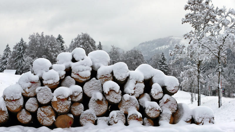 ARCHIV - Schneebedeckte Baumstämme liegen am 07.11.2016 in der winterlichen Landschaft bei Oberjoch (Bayern). Über die eisigen Temperaturen der vergangenen Wochen freuen sich vor allem die bayerischen Staatsforsten. Denn eisharter Boden ist perfekt, 