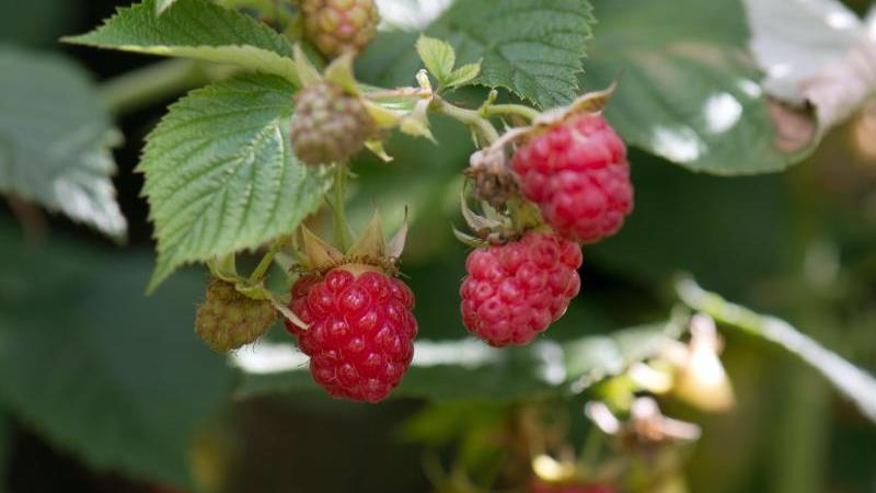 Garten im August