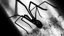 Der Mythos von der Spinne und dem Staubsauger: Sichere Beseitigungsmethode oder kann sich das achtbeinige Getier doch aus dem Staubbeutel befreien und wieder hinauskrabbeln?