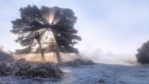 a tree in the fog on a frosty morning in Wilverley, New Forest, Hampshire, England, UKa Tree in The Fog ON a Frosty Morning in New Forest Hampshire England UK
