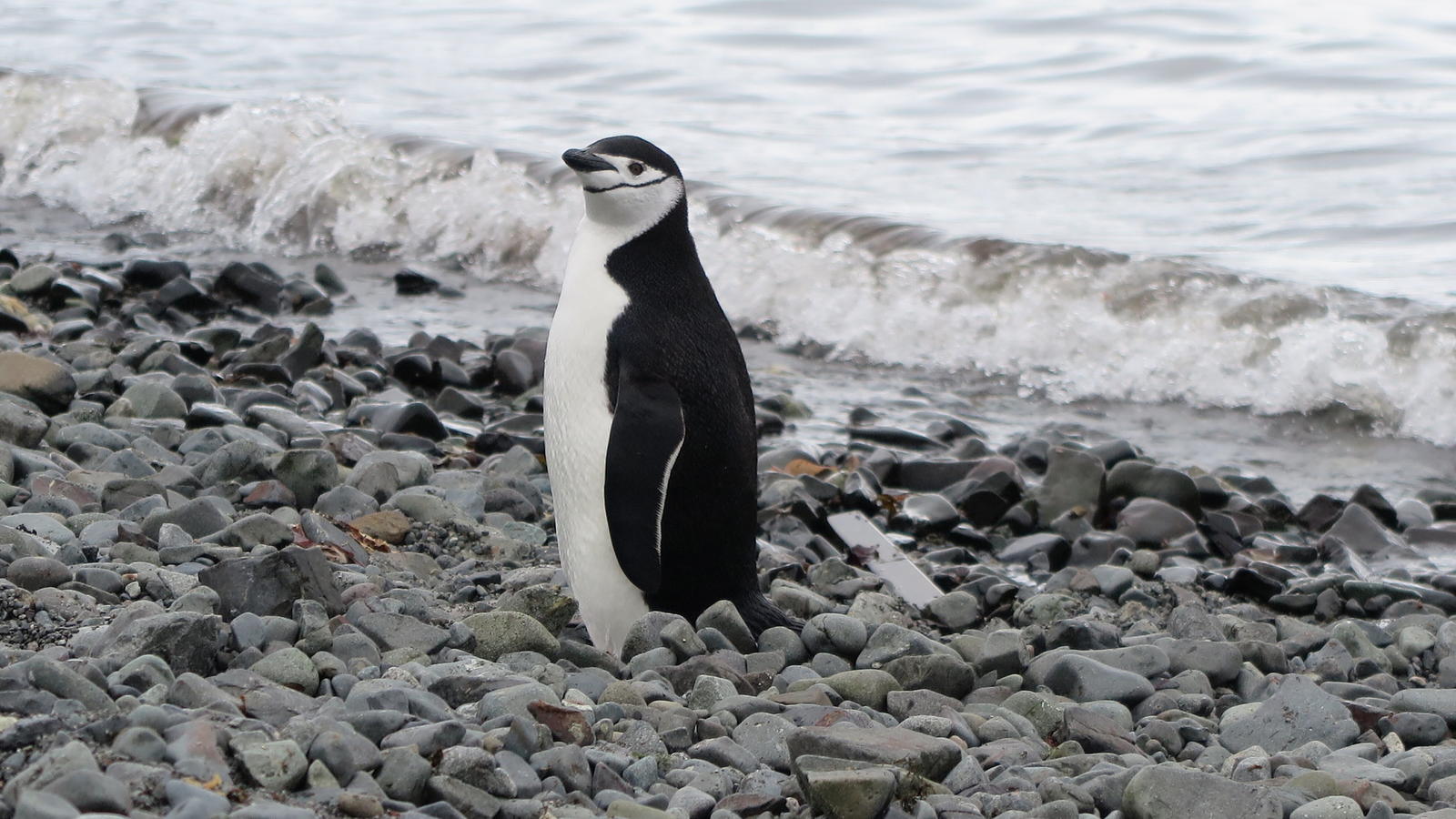 Klimawandel Am Sudpol Die Pinguine Ziehen Um Wetter De