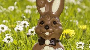 Schokoladenosterhase in Wiese Copyright: xMEVx ALLMVFE1211Chocolate Easter Bunny in Meadow Copyright xMEVx ALLMVFE1211  