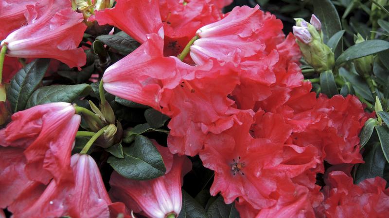 Kaffeesatz: Top-Dünger für Rhododendron