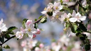 Apfelblüten hängen am Sonntag (16.05.2010) bei Beckdorf an einem Baum. Der Mai wird auch nach den Eisheiligen seinem Image vom Wonnemonat nicht gerecht. Am Montag ist das Wetter meist wechselhaft, häufig gibt es Wolken und von Westen ziehen Regenschauer auf. Ab und zu zeigt sich aber auch die Sonne. Foto: Maurizio Gambarini dpa/lno/lni | Verwendung weltweit