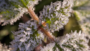 Reifkristalle haben sich über Nacht bei frostigen Temperaturen auf den Blättern einer Pflanze gebildet, aufgenommen am 14.11.2013 in Langewiesen (Thüringen). Foto: Michael Reichel ZB +++(c) ZB-FUNKREGIO OST - Honorarfrei nur für Bezieher des ZB-Regiodienstes+++