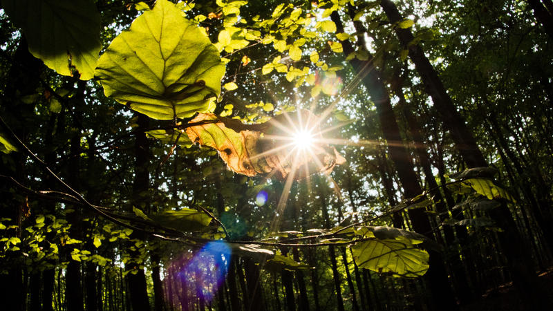 Sonne durchbricht das Blätterdach eines Waldes
