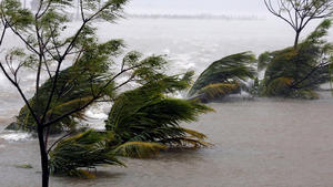 Coconut trees are seen as Doksuri storm hits a flooded area in Ha Tinh province, Vietnam September 15, 2017. REUTERS/Kham